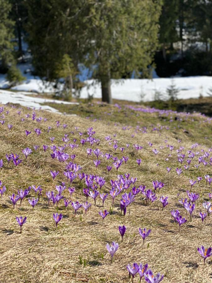 Pensiunea Bradet - Padiş Eksteriør billede